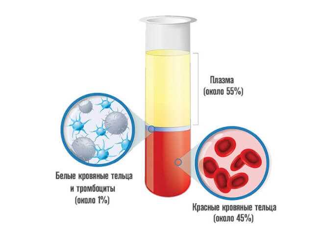 Повышенный уровень эритроцитов в крови у представителей мужского пола: факторы и последствия