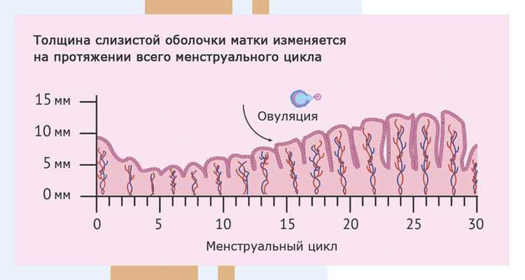 Третья фаза: овуляция