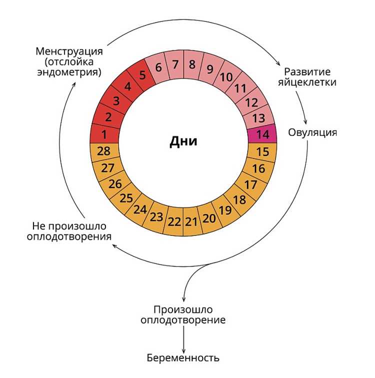 Влияние кровотечений на развитие плода и возможные меры поддержки