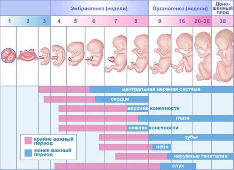 Типичные сроки появления активных движений плода в этот период