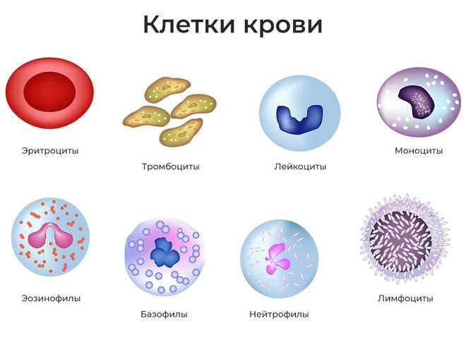 Показатели СОЭ у новорожденных: возрастные особенности