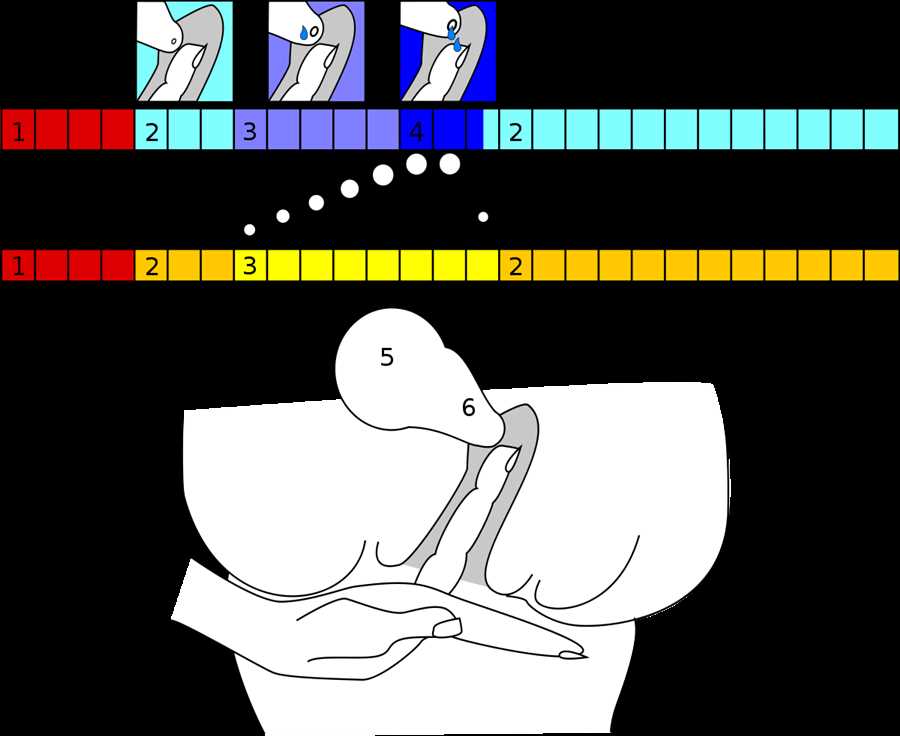 Овуляция